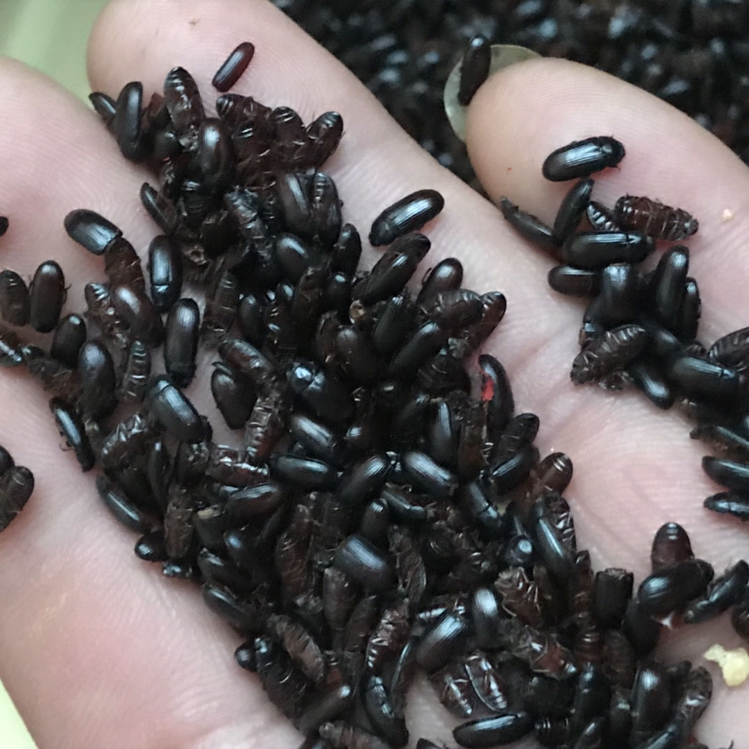 九龙虫洋虫烘干自己家养药材喂养烘干九龙虫品 烘干九龙虫520只【图片