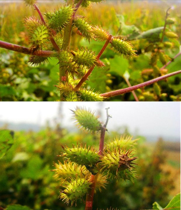 周金祥 中药材种子 野生苍耳种子 成熟苍耳子种子 鼻苍耳草毛苍子种子