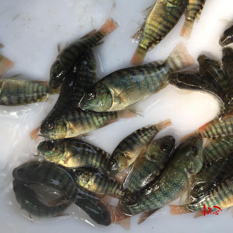 脆肉罗非鱼苗 脆罗非鱼苗 快大罗非鱼苗 罗非鱼苗 淡水鱼苗活体 脆
