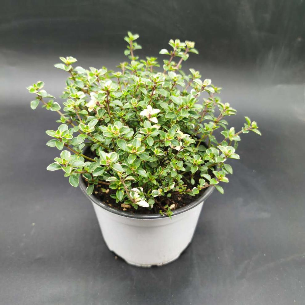 百里香金边柠檬桃花杰克法国英国匍匐阔叶山谷晨光香草法国百里香含盆