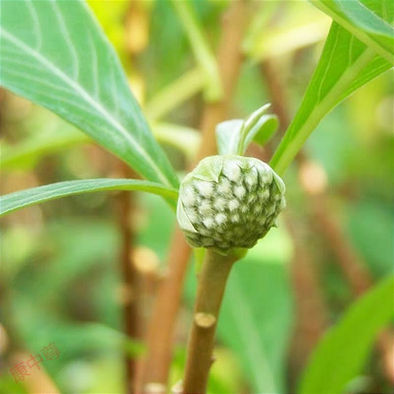 西藏特产绿萝花500g绿萝花茶可搭配罗布麻袋装西藏发货