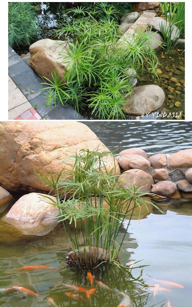 风车草水竹水生水培植物龟水竹盆栽水棕竹鱼缸水池塘旱伞草风车草苗