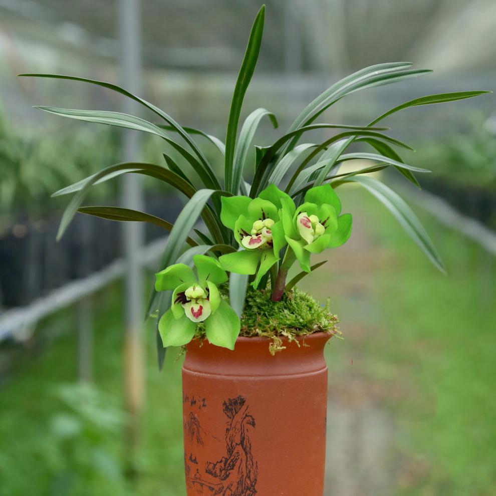 价 高端精品兰花苗 春兰 正格荷瓣 传统浓香红花 室内外盆栽 青荷露 2