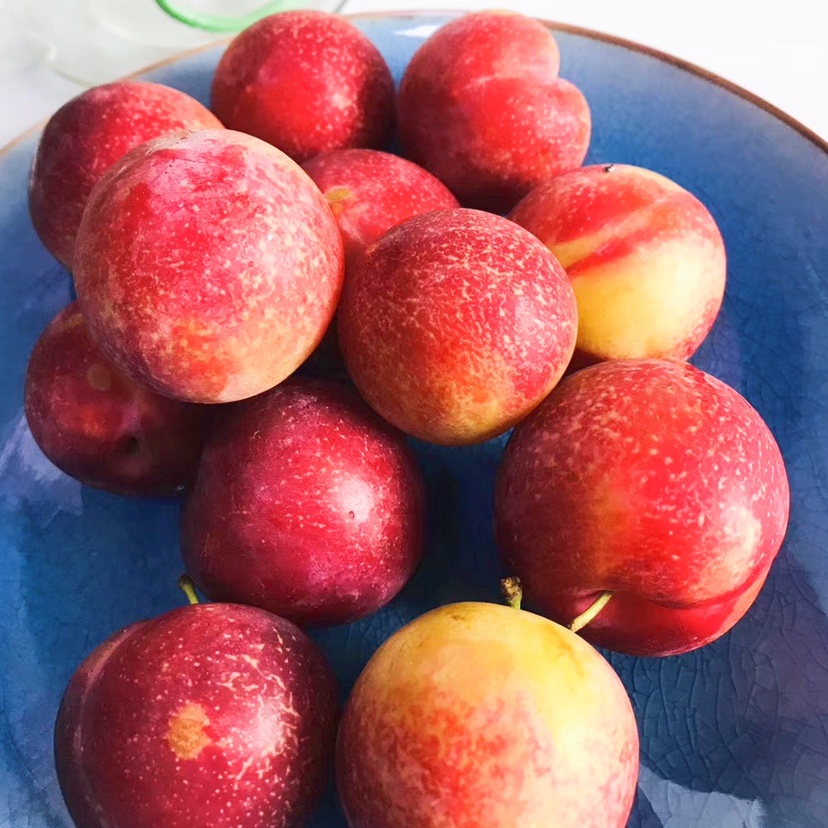 现货当季澳洲樱桃李4斤高端新鲜时令水果孕妇李子 1斤【图片 价格