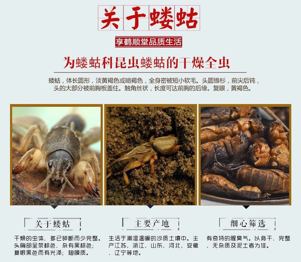 地蛹图片功效与作用图片