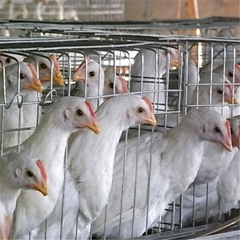 高产白羽鸡活体白来航鸡白羽公鸡药引公鸡产蛋白母鸡包活到家 1斤白