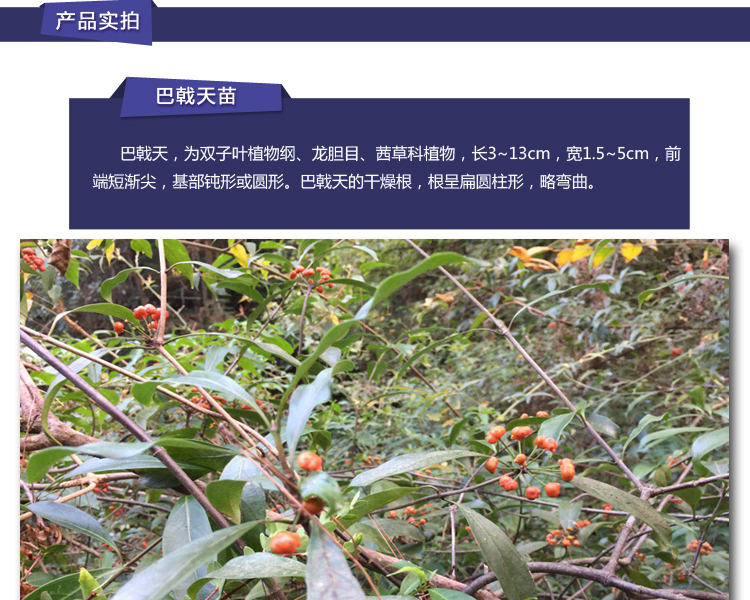 qcdd正宗巴戟种子巴戟种子和种子藤鸡肠风三角藤效同淫羊霍巴戟种子