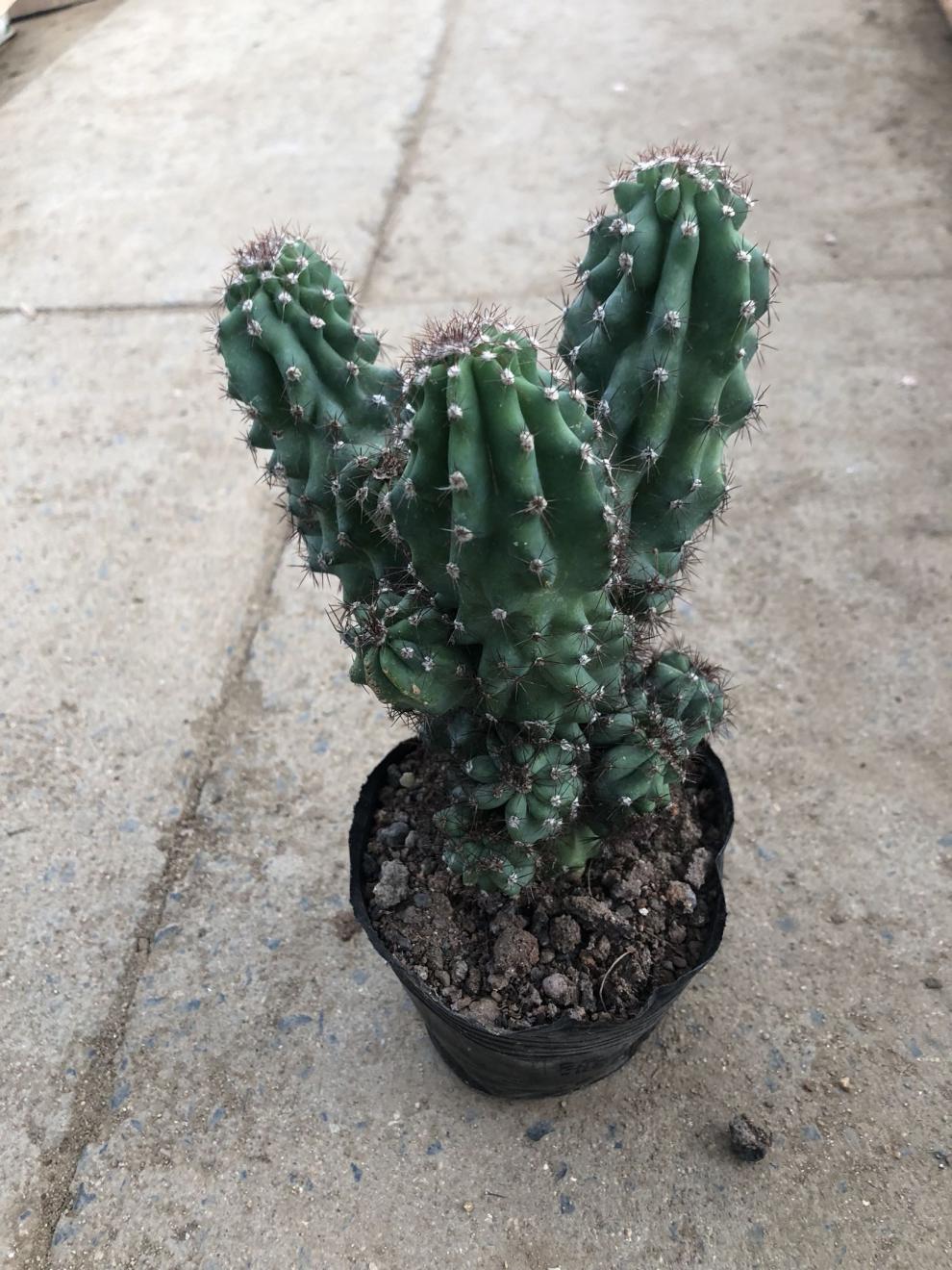 元井汇仙人山虎头罗汉山影拳 仙人掌类沙生多肉植物 虎头山影 盆栽