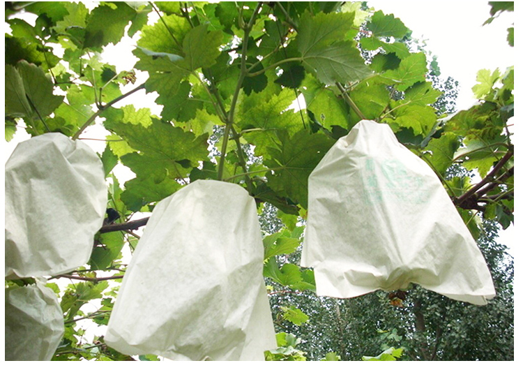 倩歆生活半透明葡萄套袋专用袋莲雾保护防虫雨防鸟包装果袋纸袋子果树