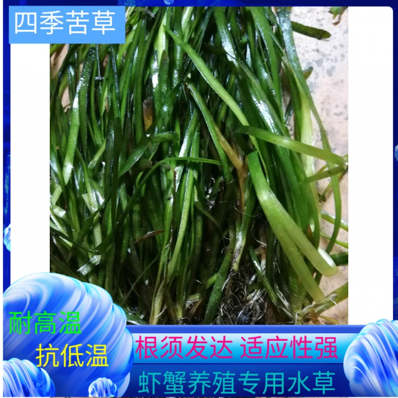 【店鋪推薦】苦草長葉矮生新鮮四季常綠小龍蝦螃蟹魚塘養殖專用水草