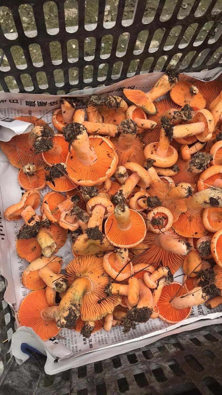 野生松树菌寒菌枞菌松乳菇干货野生菌食用菌干品谷熟菌铜绿菌 松树菌