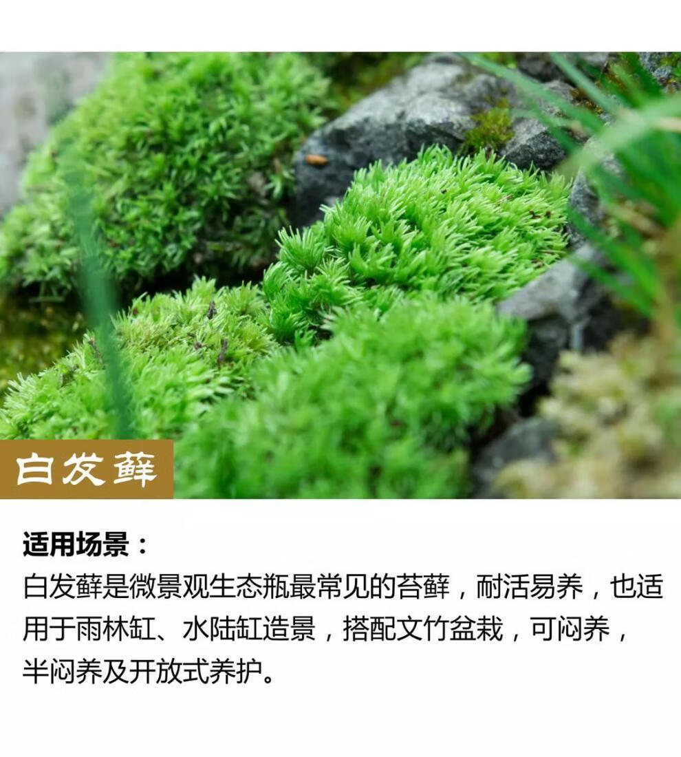 7，苔蘚微景觀青苔盆景裝飾造景植物鋪麪鮮活假山水陸缸diy室內綠植 短羢蘚12*8厘米/盒 5盒