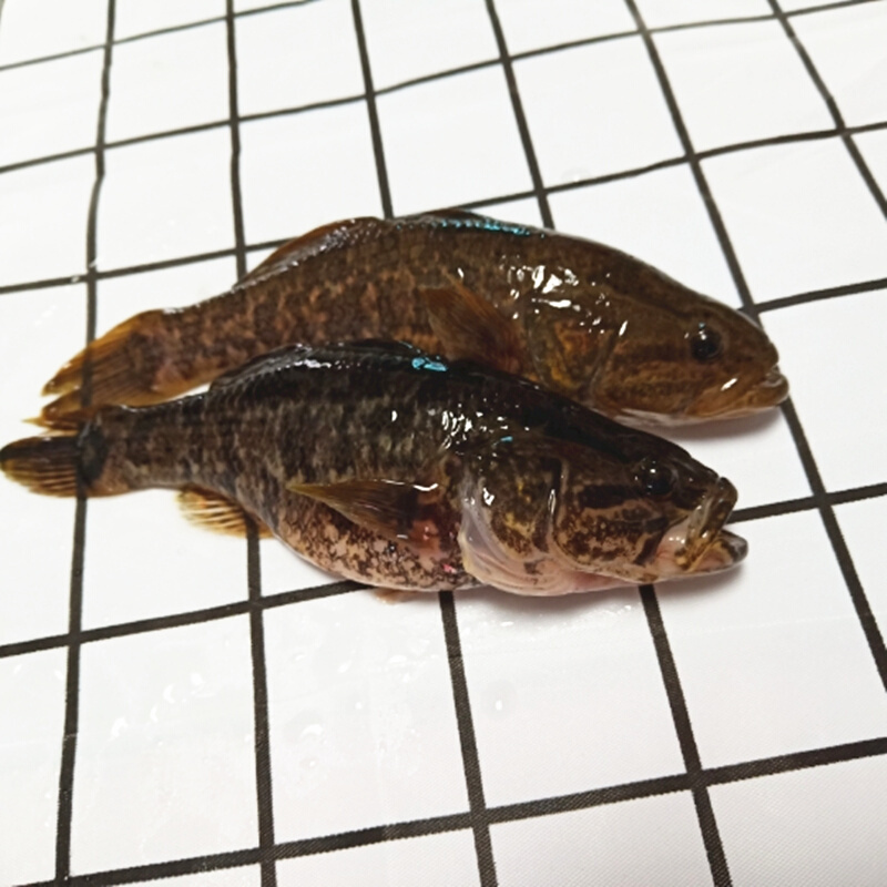 老头鱼胖头鱼黑龙江新鲜速冻开河鱼500g