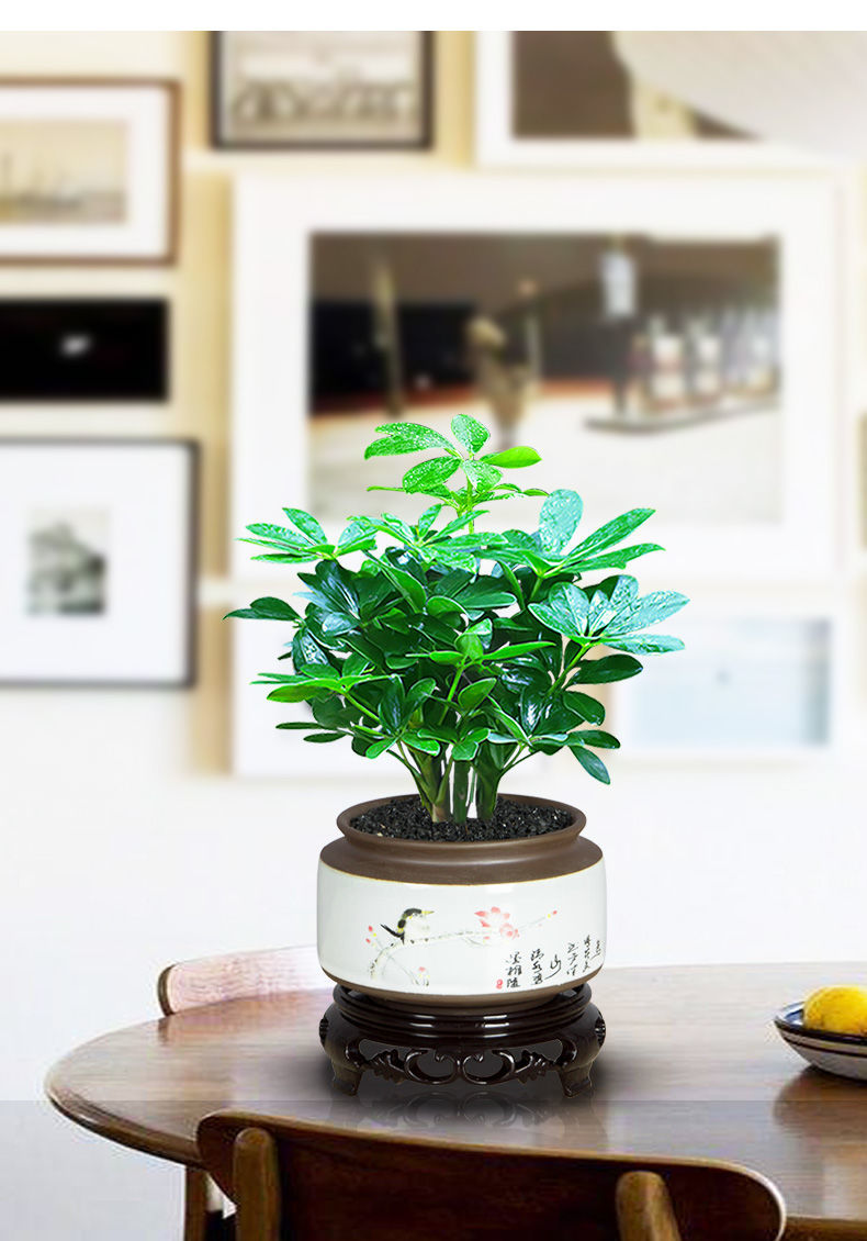 【保温发货】七叶莲盆栽室内鸭脚木盆景客厅八方来财四季常青绿植桌面