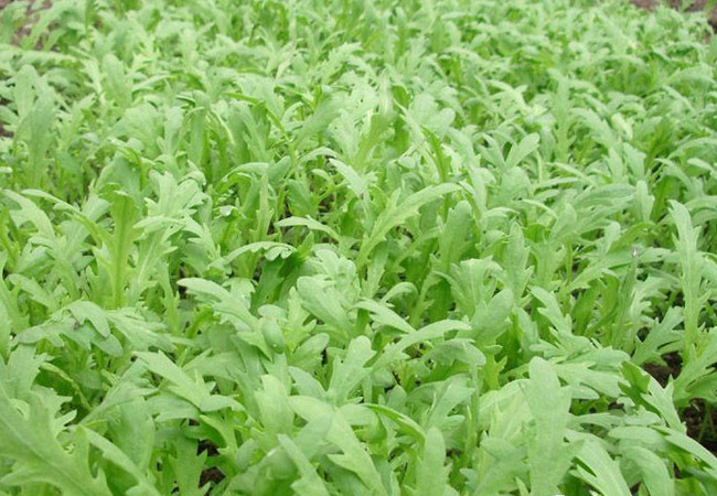 种子蔬菜种籽大叶茼蒿种孑蓬蒿菜小皇帝菜菜种大全秋冬季四季 3包小叶