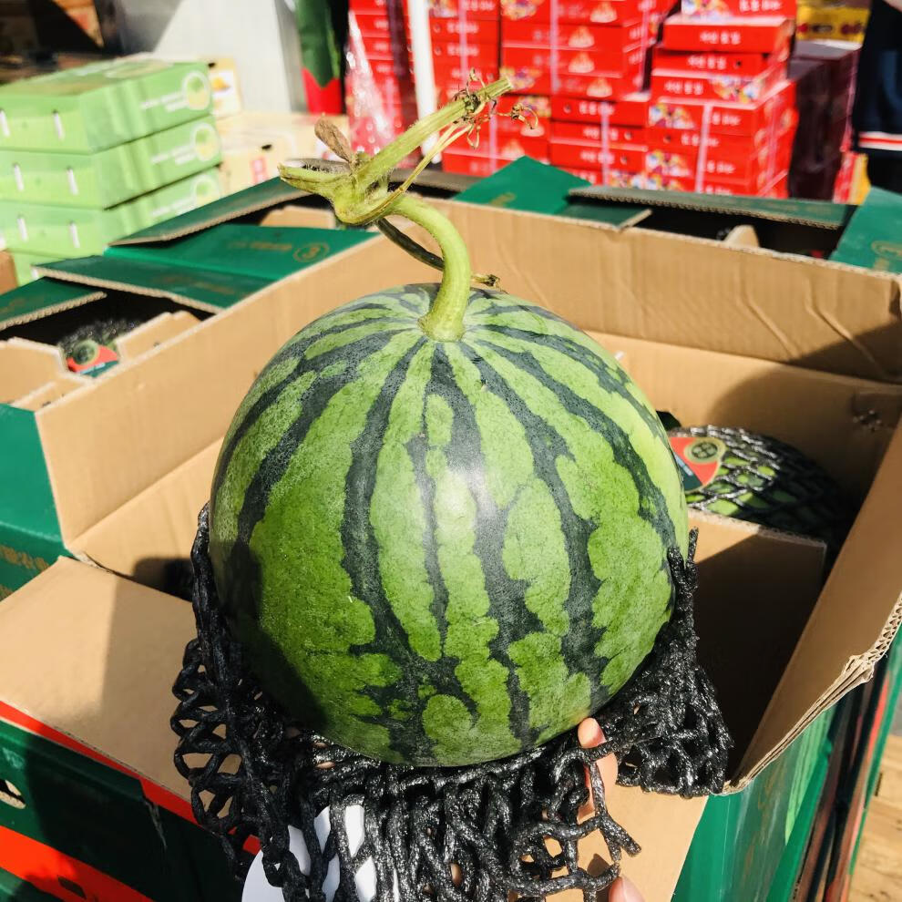云南翡翠蒂西瓜现货速发新鲜当季水果当季薄皮非无籽单果约68斤2个装