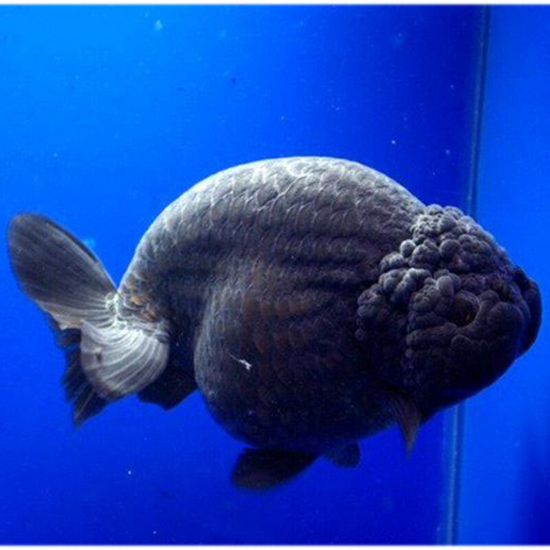 【京东推荐】兰寿金鱼活体精品观赏鱼冷水淡水活体水族宠物鱼小尾兰寿