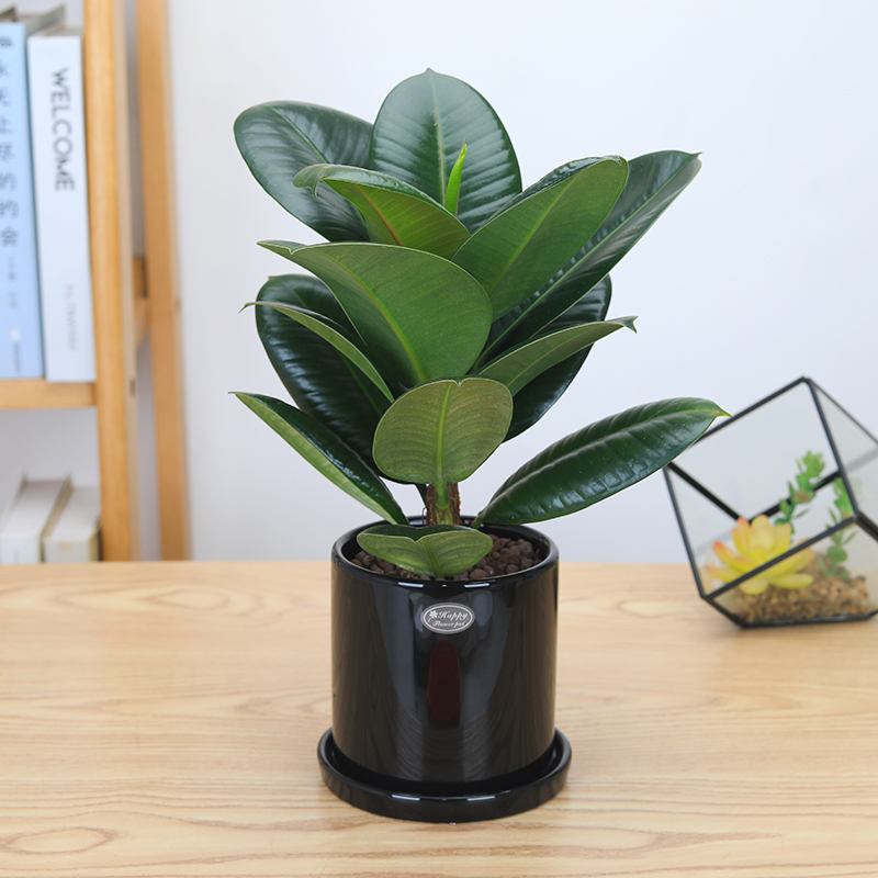绿金刚橡皮树北欧风ins黑金刚小盆栽绿植花卉办公桌面植物黑圆柱瓷盆
