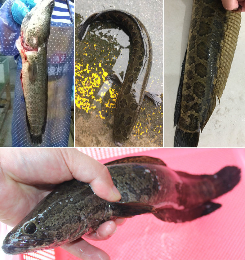 正宗黑魚烏魚斑魚財魚新鮮魚淡水魚1斤水煮魚肉淨膛後2斤重一條