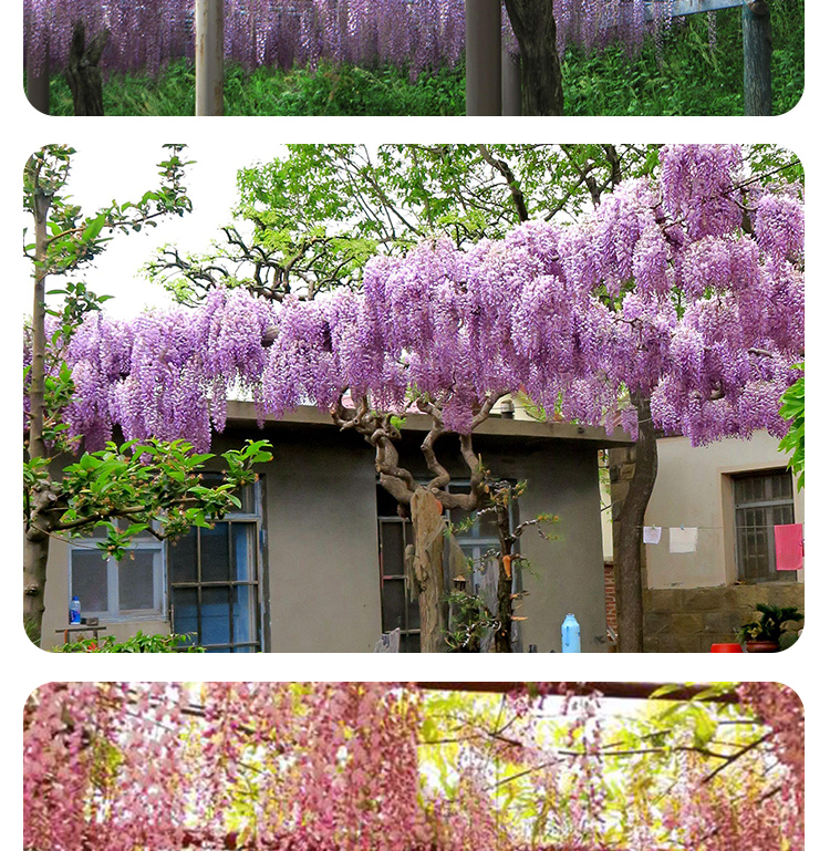 紫藤花樹苗爬藤花卉植物耐寒庭院樹紫藤樹苗陽臺盆栽藤本攀援植物別墅