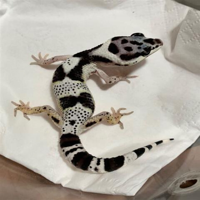 【京东推荐】豹纹守宫幼体入门级宠物活体蜥蜴活物稀有小型爬宠可爱