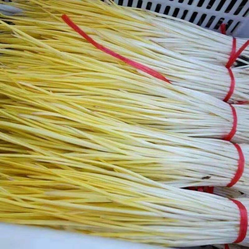 【新鲜蒜黄】当天现割蔬菜大蒜幼苗蒜韭黄 一斤精品品尝装 a保证每天