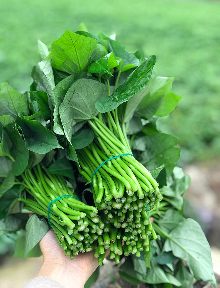 红薯叶嫩尖新鲜地瓜叶食用叶菜类新鲜蔬菜1500g