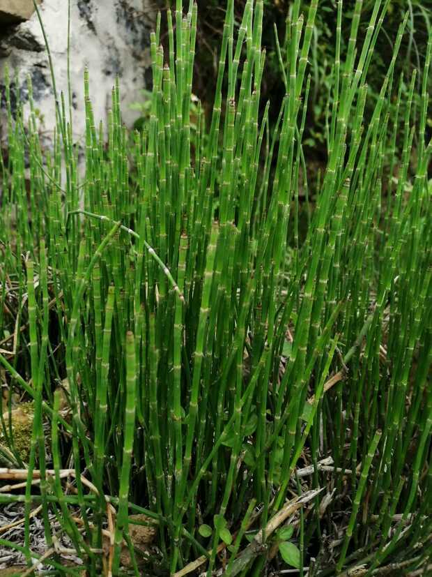 新鮮幹木賊草節節草接骨草筆筒草中藥材鮮幹品500克