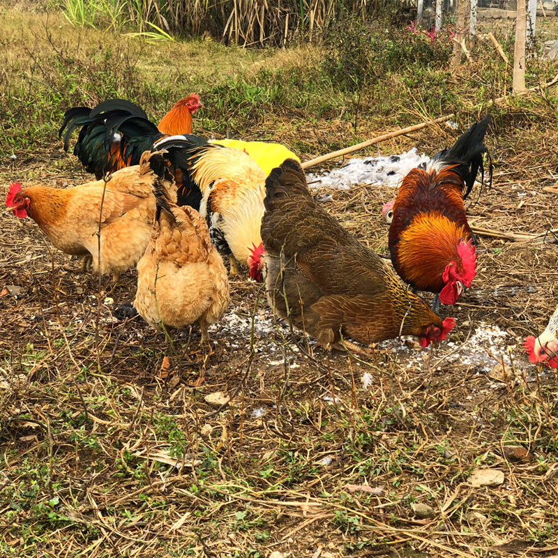 新鲜现杀正宗农家散养走地土鸡大阉鸡扇线鸡三黄老母鸡清远麻鸡项500