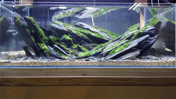 原石 青龙石 鱼缸造景石头水族装饰水草造景草缸造景素材 木化石树干