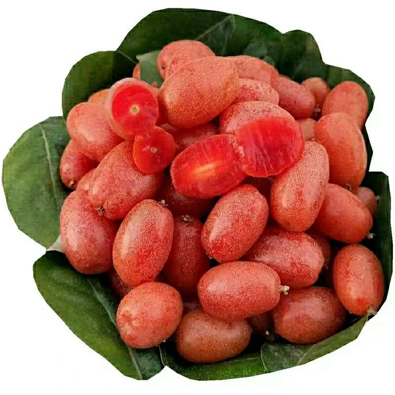 云南水果临沧羊奶果牛奶果牛虱子新鲜水果孕妇水果现摘现发羊奶果500g