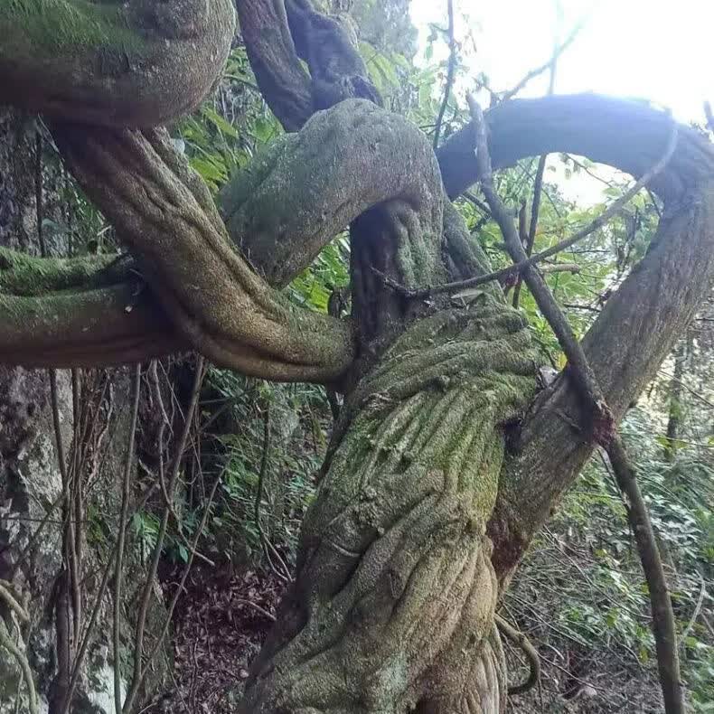 北京同仁堂原料鸡血藤野生中药材鸡血藤大血藤无硫鲜鸡血屯干货泡酒