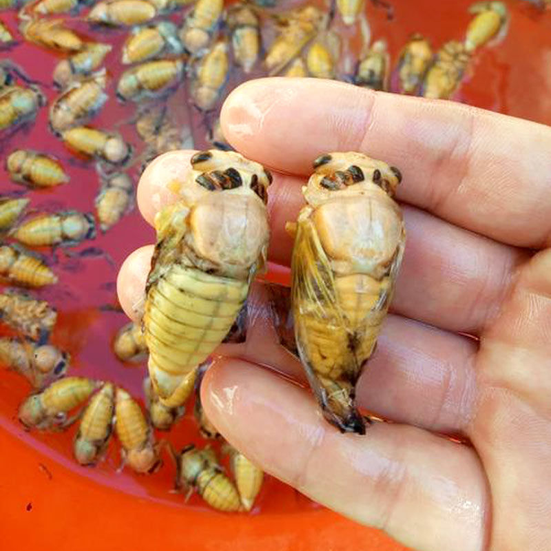 沙地梨园油炸白知了猴美味白蝉褪壳嫩爬叉香酥昆虫虫子九只装