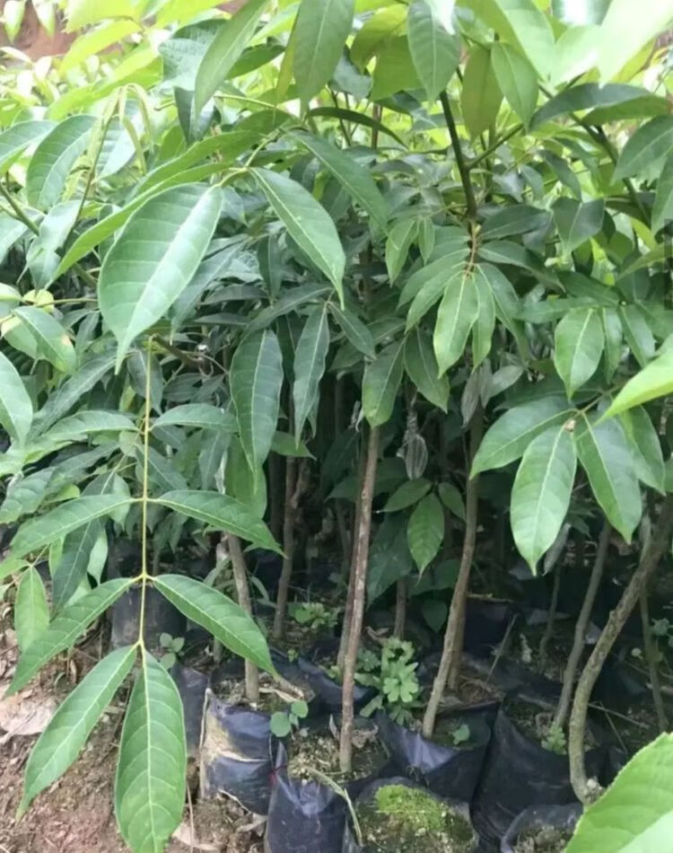 黑榄大核工艺橄榄苗青橄榄树苗果树嫁接乌榄南北方种甜橄榄果苗4年青