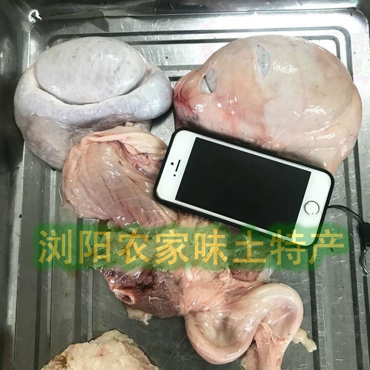 同仁堂有仁堂种猪整套猪宝猪鞭特大种猪猪鞭猪宝猪蛋猪鞭加猪蛋猪睾丸