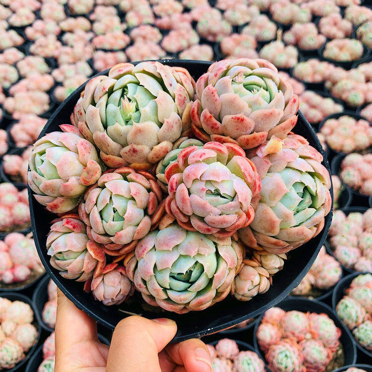 多肉群生状态贝瑞多肉绿植盆栽云南多肉带盆发货160盆劲奶油贝润多头