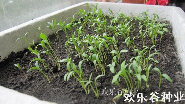 四季香菜种子春季室内阳台盆栽蔬菜种孑南方现在可以种的大叶菜籽