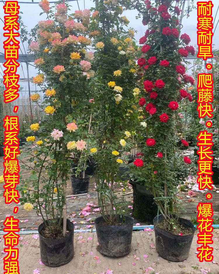 特大母本欧洲藤本月季花苗四季开花别墅庭院爬墙蔷薇室外花卉新品