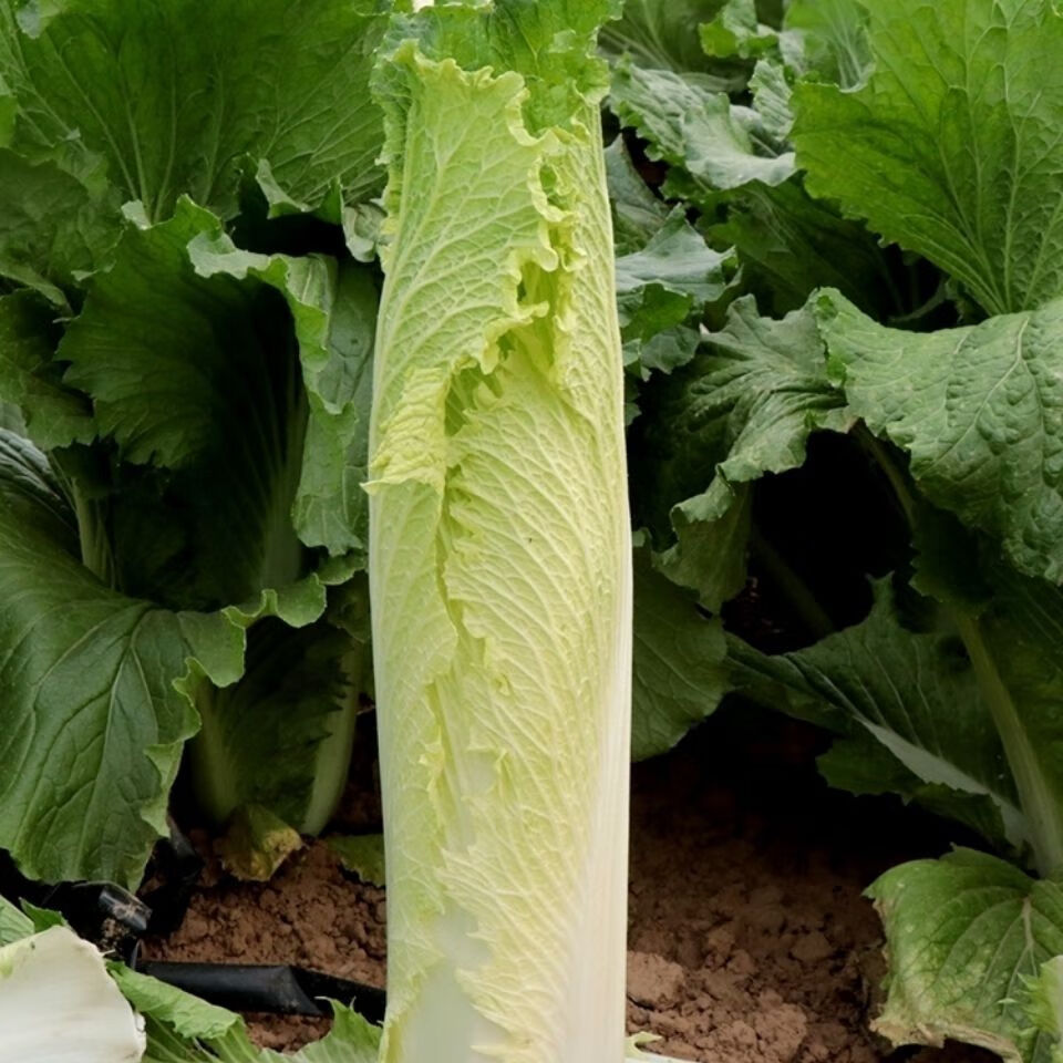采缇新鲜青麻叶天津绿白菜青口大白菜麻叶青长筒白菜农家种植新鲜现摘