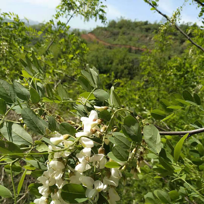 现摘现发新鲜槐花新鲜洋槐花刺槐花秦岭山区花骨朵槐花加冰发冰鲜1斤