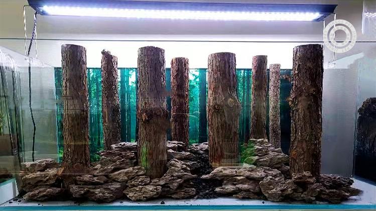 鱼缸沉木森林树干水草造景木树枝雨林缸装饰乌龟缸杜鹃根香槟树枝直径