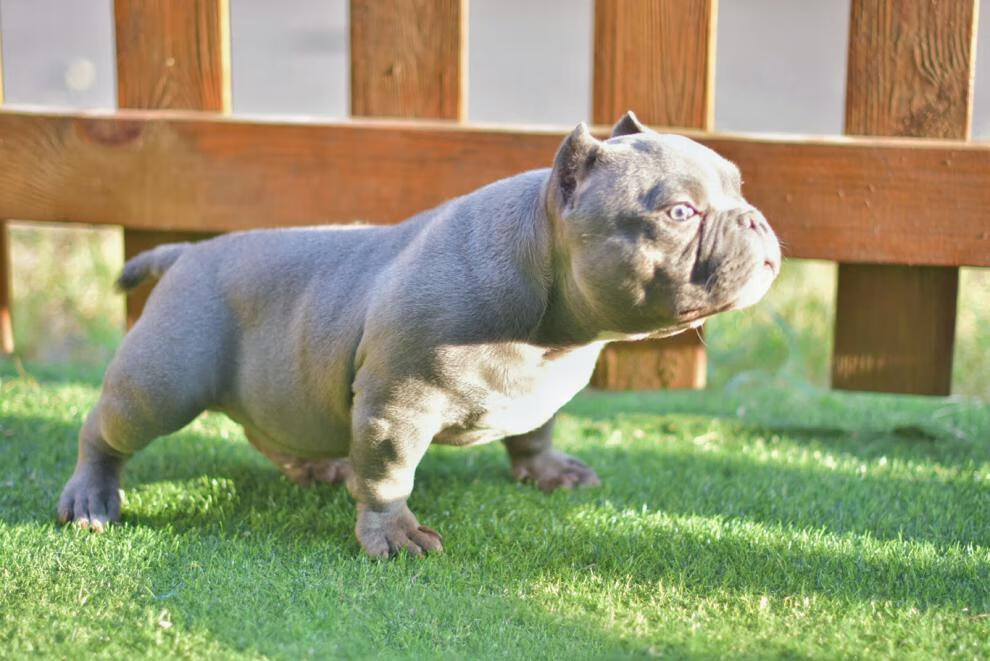 麦基乐 恶霸犬纯种赛级双血统恶霸丁蓝黑口袋体蛤蟆体恶霸幼犬活体狗