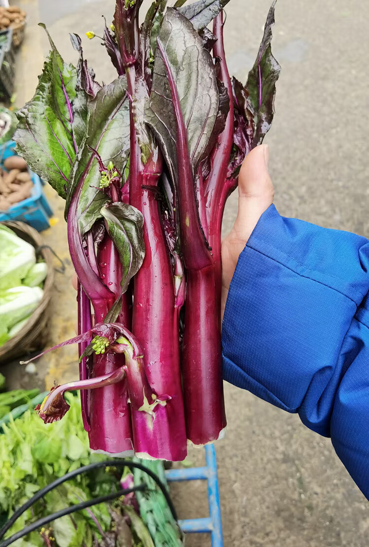 农家红菜苔种子红菜心紫菜薹红油菜芯种籽青菜籽四季蔬菜阳台五彩玉米