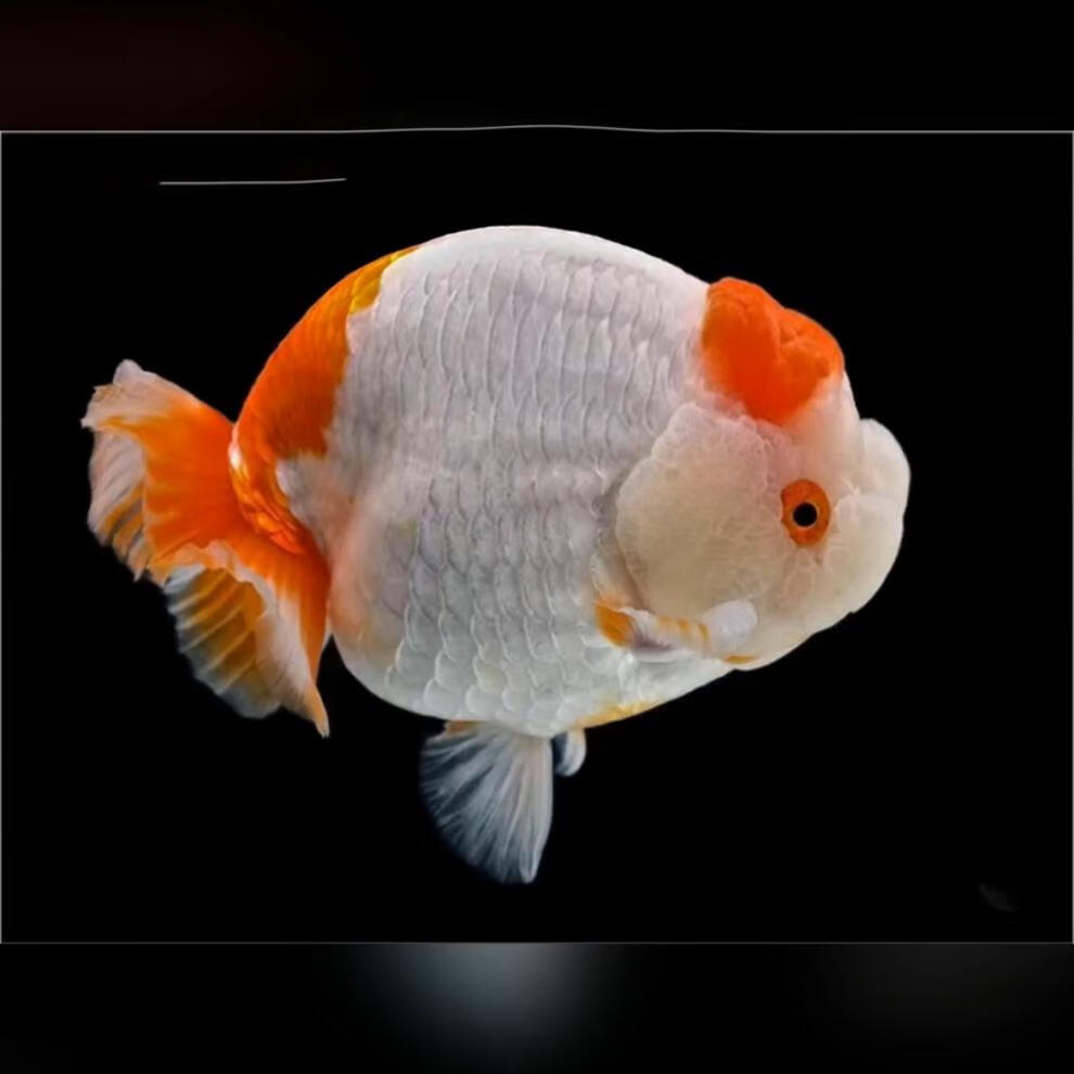 兰寿金鱼活体活鱼潘氏小尾奶牛兰寿水墨玉兔金鱼冷水淡水宠物鱼耐活好