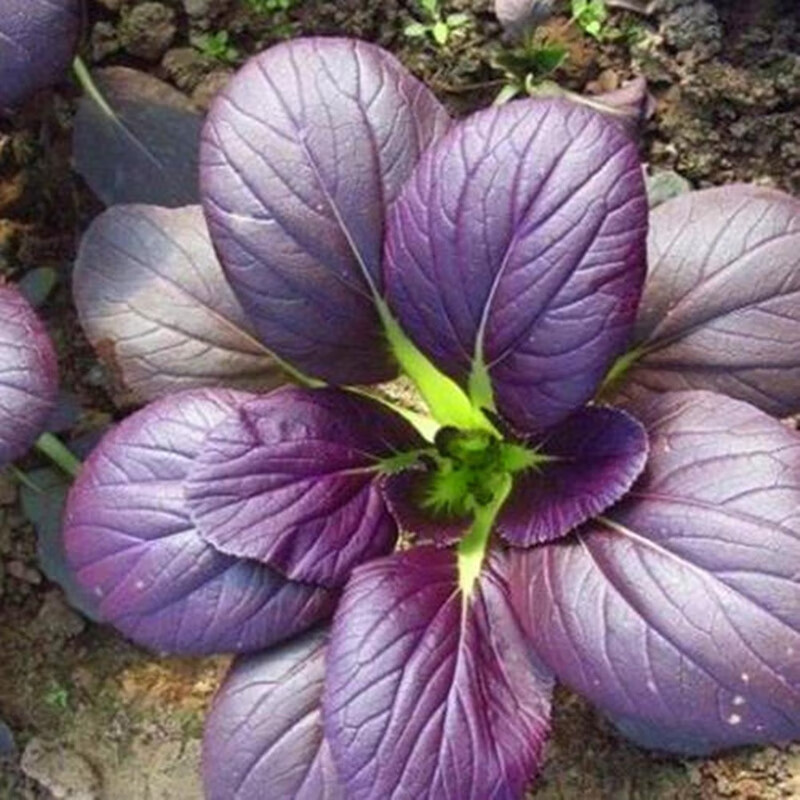 新品紫秀紫冠小白菜青菜种子绿紫色小油菜种子营养油菜种籽蔬菜种