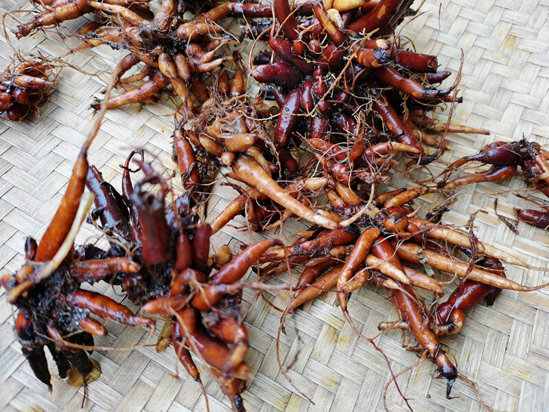 杞里香 新晒贵州红禾麻根 蟹子草红活麻小红麻红火麻500g【图片 价格