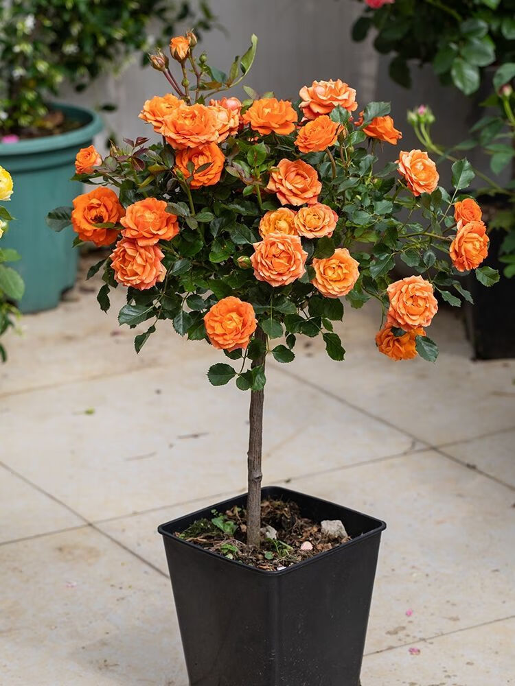 嫁接树桩月季花苗大花高杆树状月季树棒棒糖月季花嫁接欧月大花双色