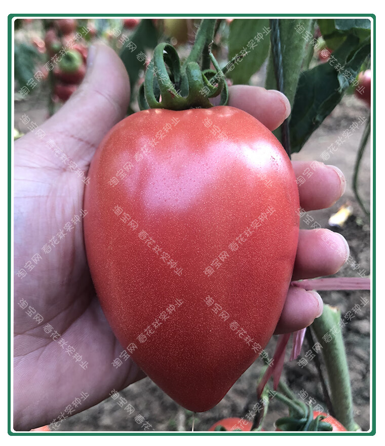 超甜芒果蜜番茄种子春秋季播水果蔬菜籽盆栽苗果沙瓤老西红柿孑黄色