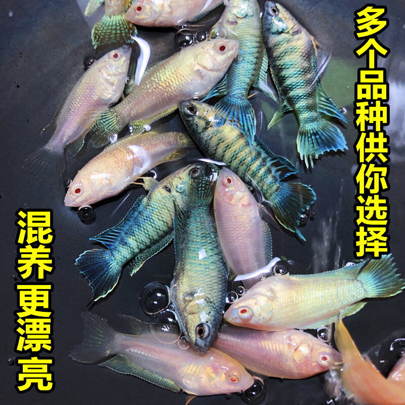 中國鬥魚活體活魚冷水淡水觀賞魚好養耐養金魚小型魚改良普叉鬥魚 藍