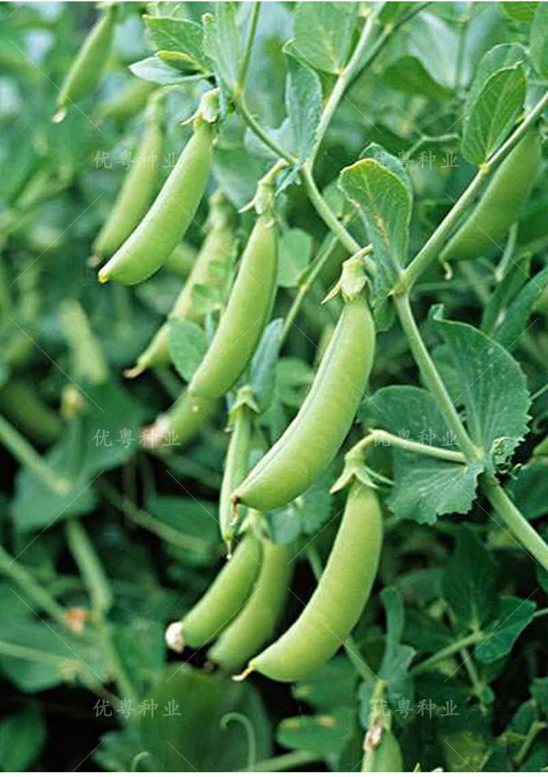 甜脆豌豆种籽甜豌豆种高产荷兰豆种子青豌豆籽农家蔬菜种孑秋冬季 土